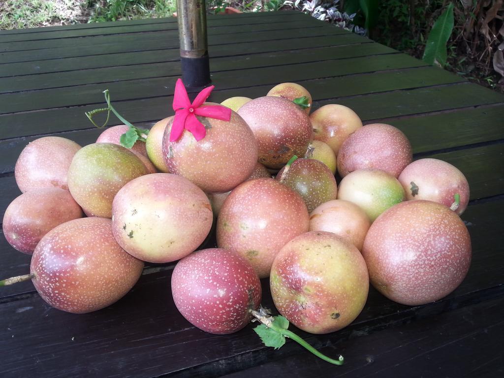Gecko Lodge Fiji Savusavu Esterno foto